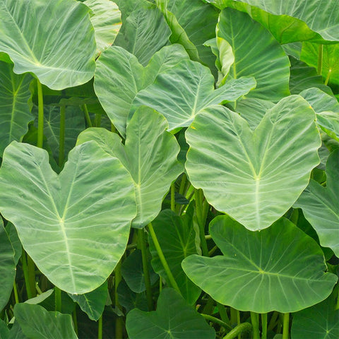 Elephant Ears, Colocasia