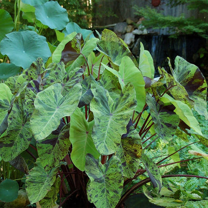 rockapulco elephant ear plant Mojito Elephant Ear - Colocasia