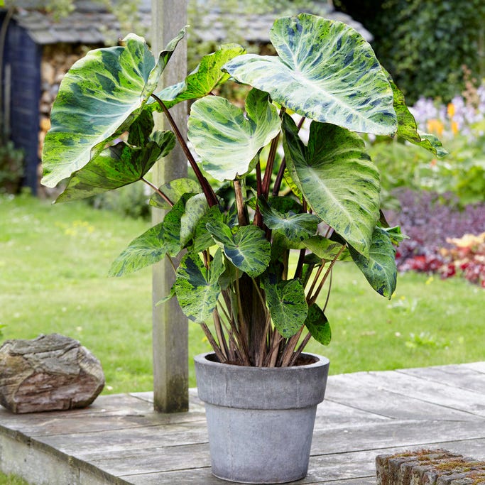 elephant ear plants in texas Mojito Elephant Ear
