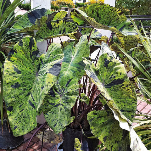 Mojito Elephant Ear - Colocasia