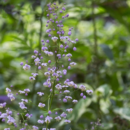 Columbine Meadow Rue (Thalictrum)