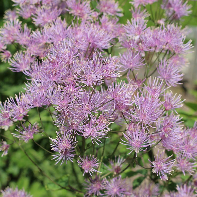 Columbine Meadow Rue (Thalictrum)