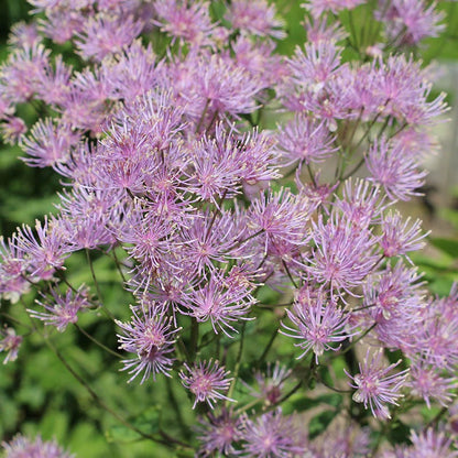 Columbine Meadow Rue (Thalictrum)