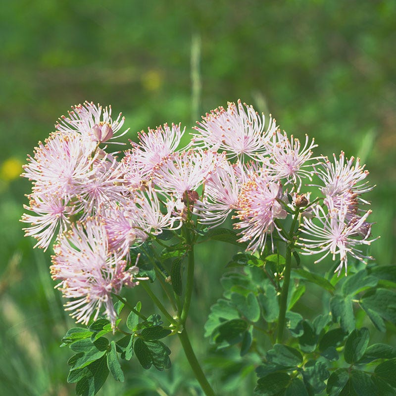 Columbine Meadow Rue (Thalictrum)