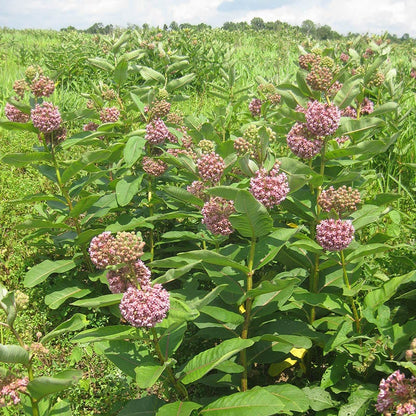 Common Milkweed
