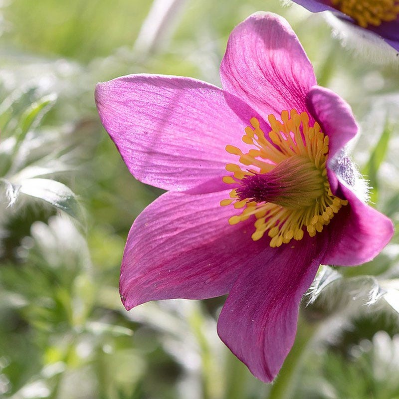 pasque flower from seed Rose Bells Pasque Flower, Pulsatilla vulgaris Rosen Glocke