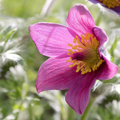 Rose Bells Pasque Flower (Pulsatilla)