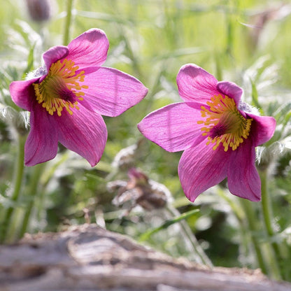 Rose Bells Pasque Flower (Pulsatilla)