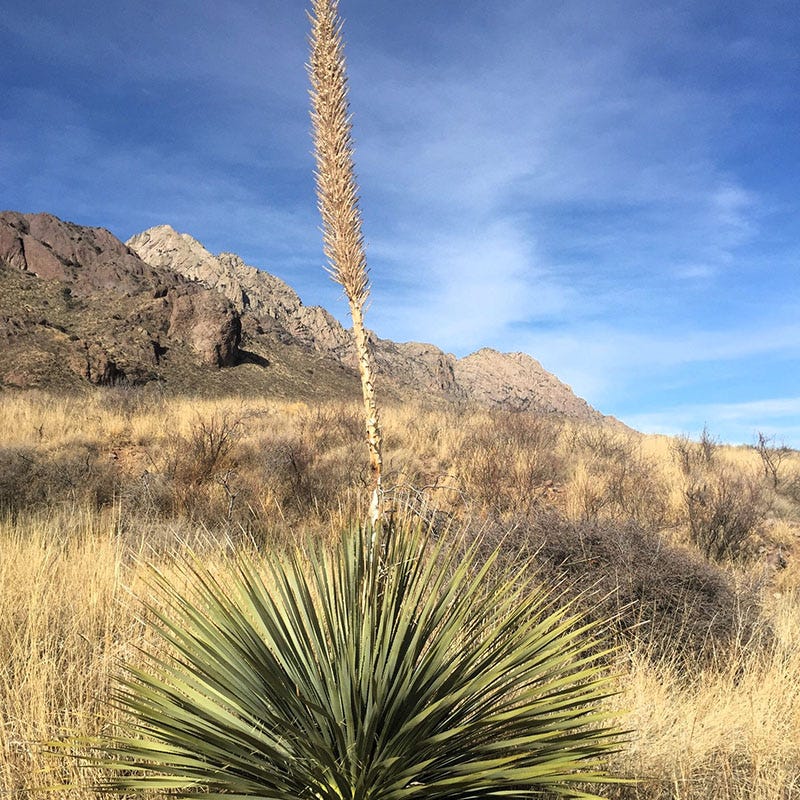 Desert Spoon, Sotol, Dasylirion wheeleri | High Country Gardens