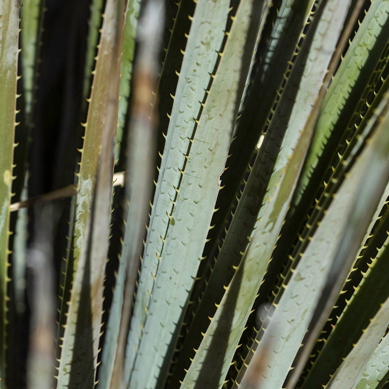 Common Sotol (Dasylirion)