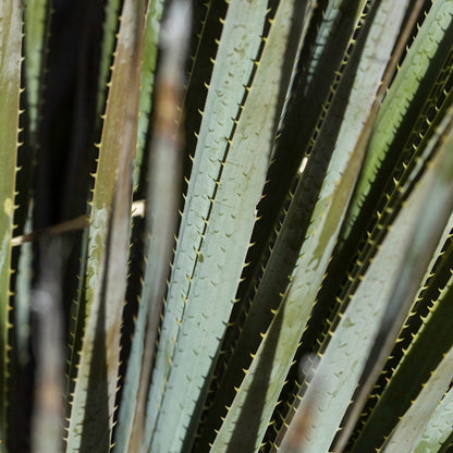 Common Sotol (Dasylirion)