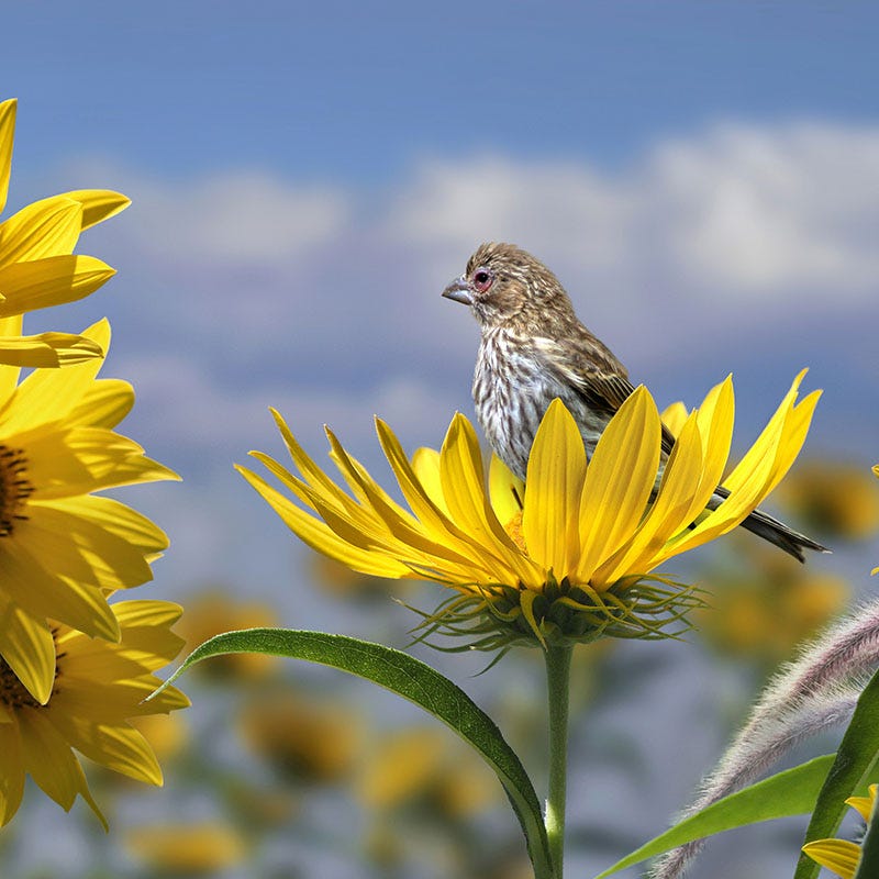 Compass Plant