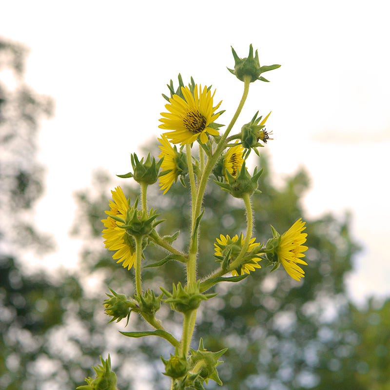 compass plant seeds Compass Plant, Silphium laciniatum