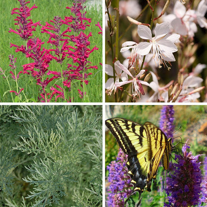 Container Garden For Full Sun
