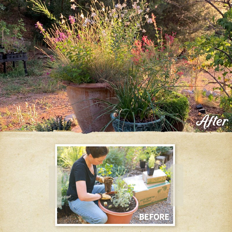 zone 9 full sun potted plants Container Garden For Full Sun