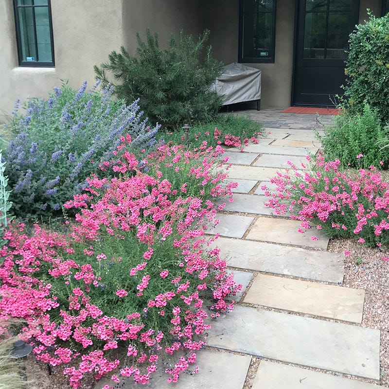 High Country Gardens Coral Canyon Twinspur - Thumbnail 4