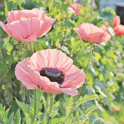 Oriental Poppy Collection (Papaver)