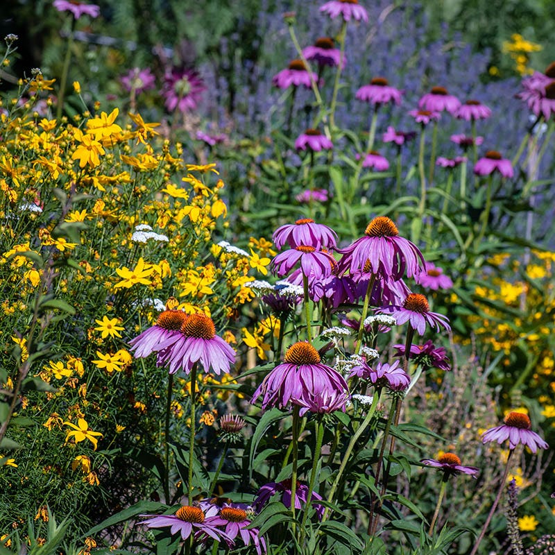 black wildflower seed mix Fire Restoration Wildflower Seed Mix