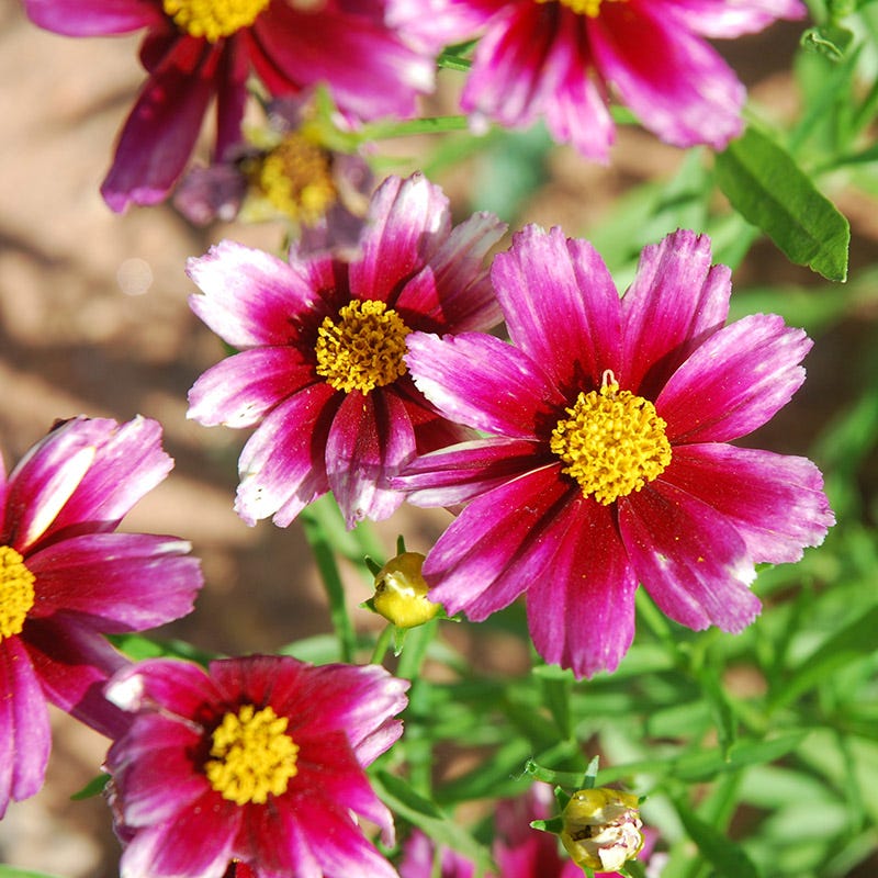 Coreopsis Li'l Bang 'Starstruck'