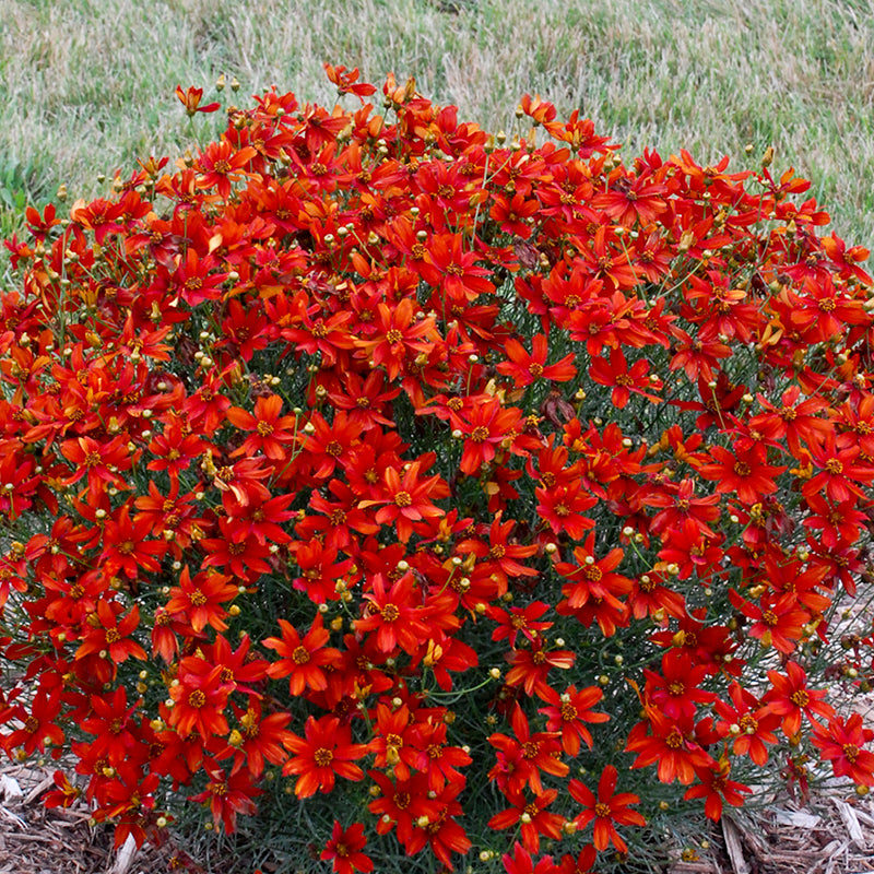 Sizzle & Spice™ Crazy Cayenne Coreopsis | Compact, Vibrant Bloomer
