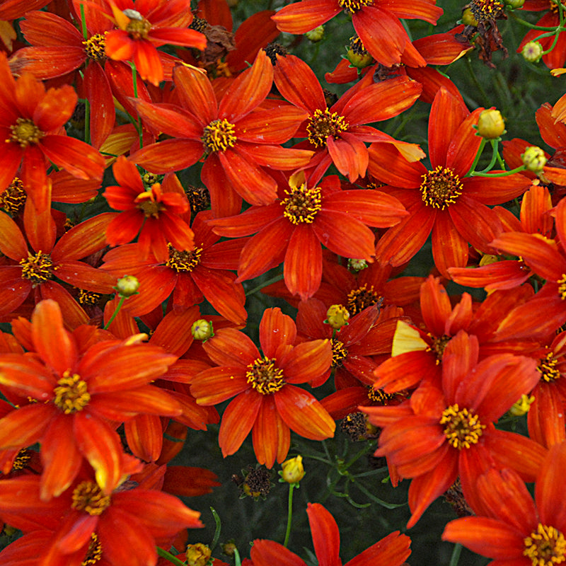 Sizzle & Spice™ Crazy Cayenne Coreopsis