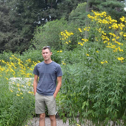 Gold Standard Coreopsis