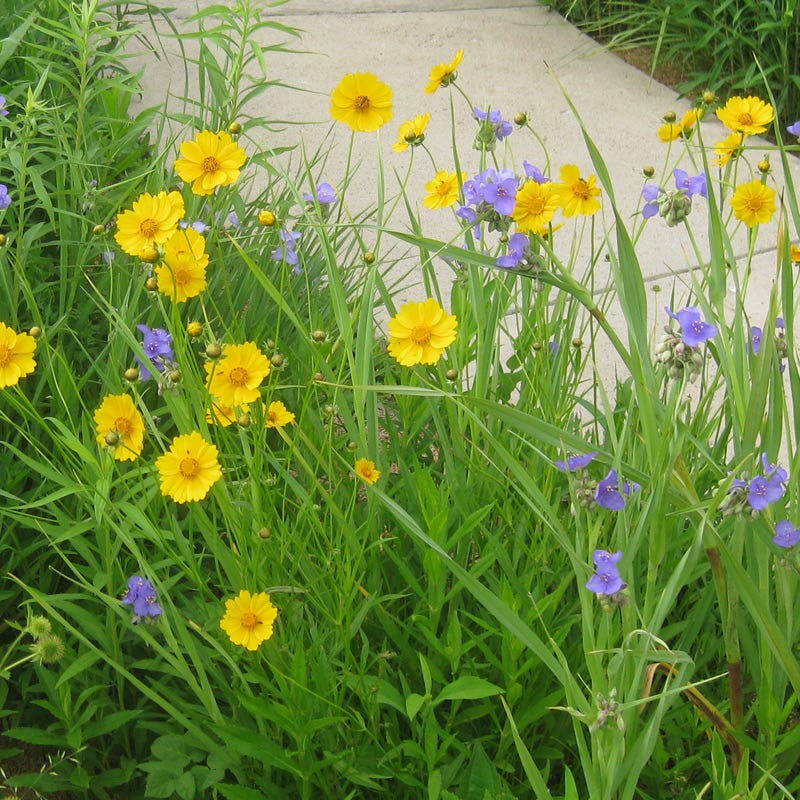 plant coreopsis seeds Lance Leaf Coreopsis Seeds, Coreopsis lanceolata