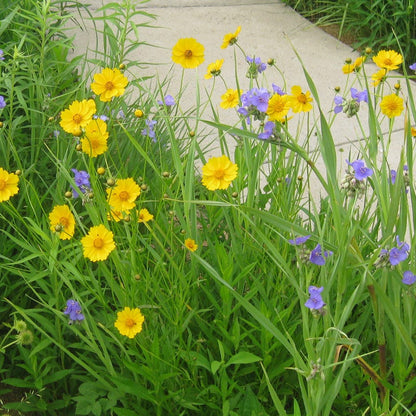 Lanceleaf Coreopsis Seeds