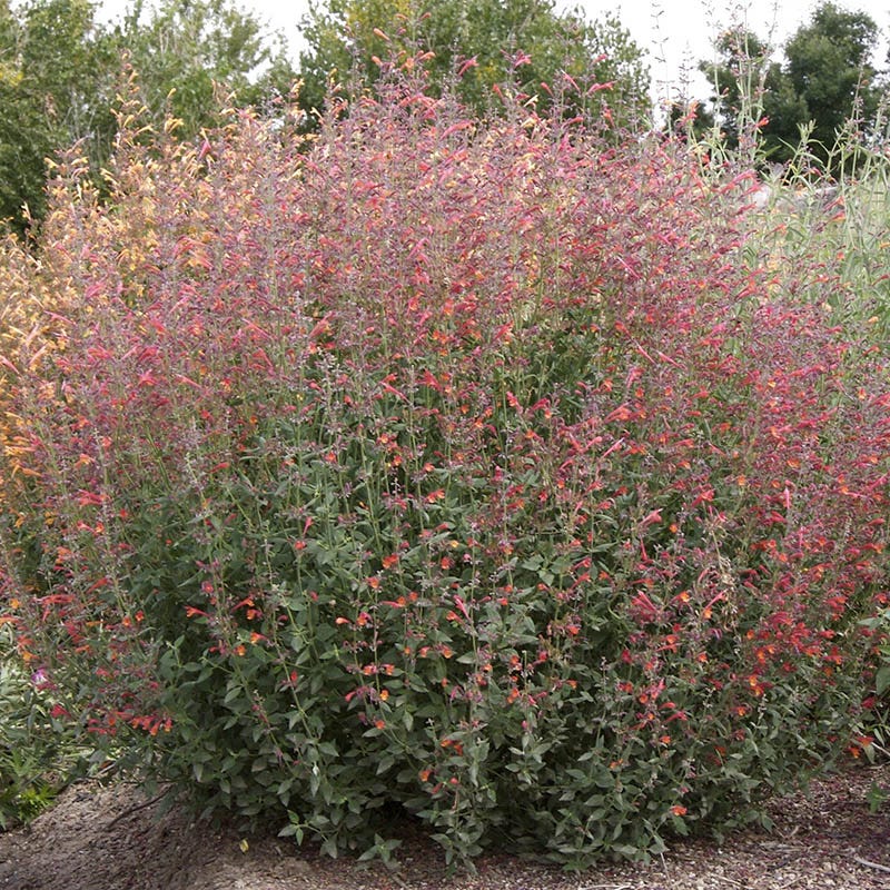 Coronado Red Agastache