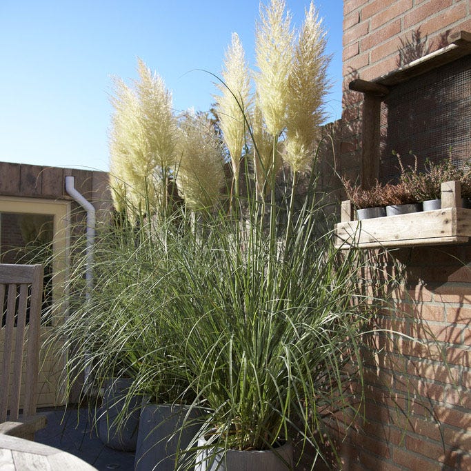 can you plant pampas grass in pots Dwarf Pampas Grass, Cortaderia selloana Pumila