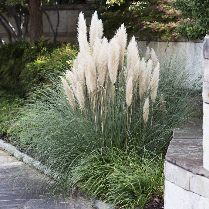 Dwarf Pampas Grass