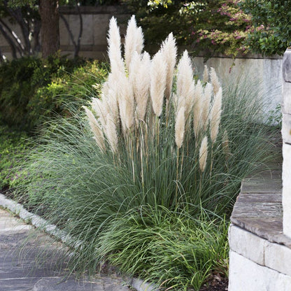 Dwarf Pampas Grass