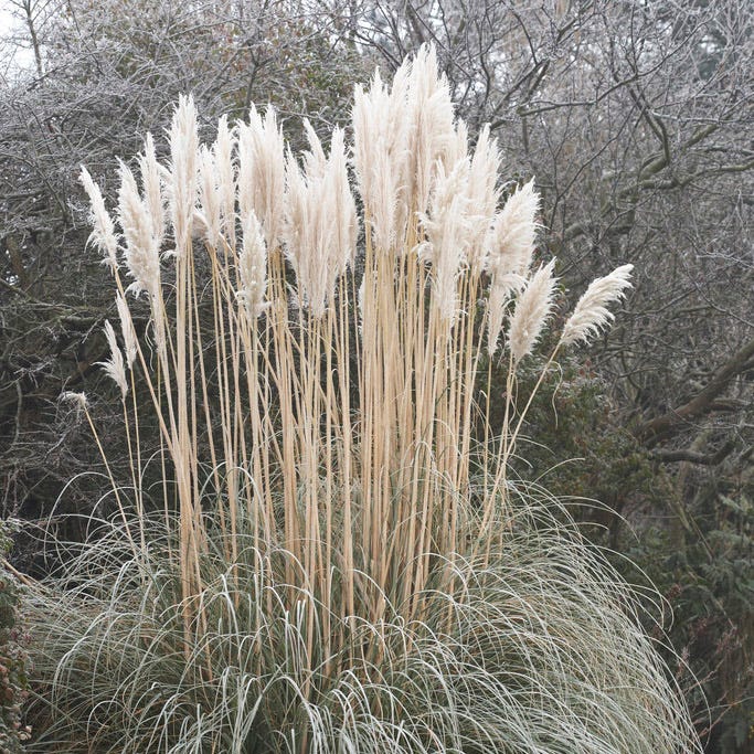 Dwarf Pampas Grass - Thumbnail 3
