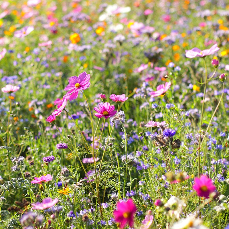 Dry Area Wildflower Seed Mix | High Country Gardens
