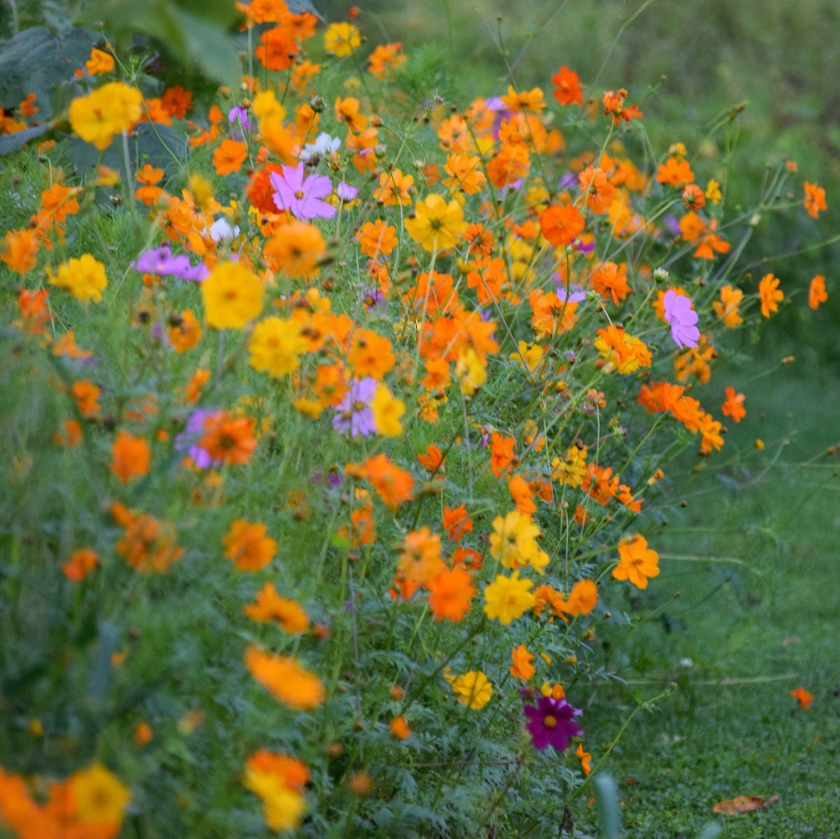 Sulphur Cosmos Seeds