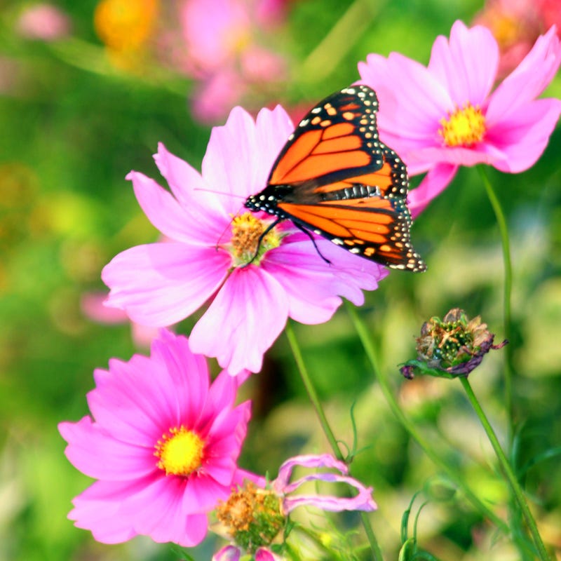 butterfly and hummingbird flower seeds Butterfly and Hummingbird Wildflower Seed Mix