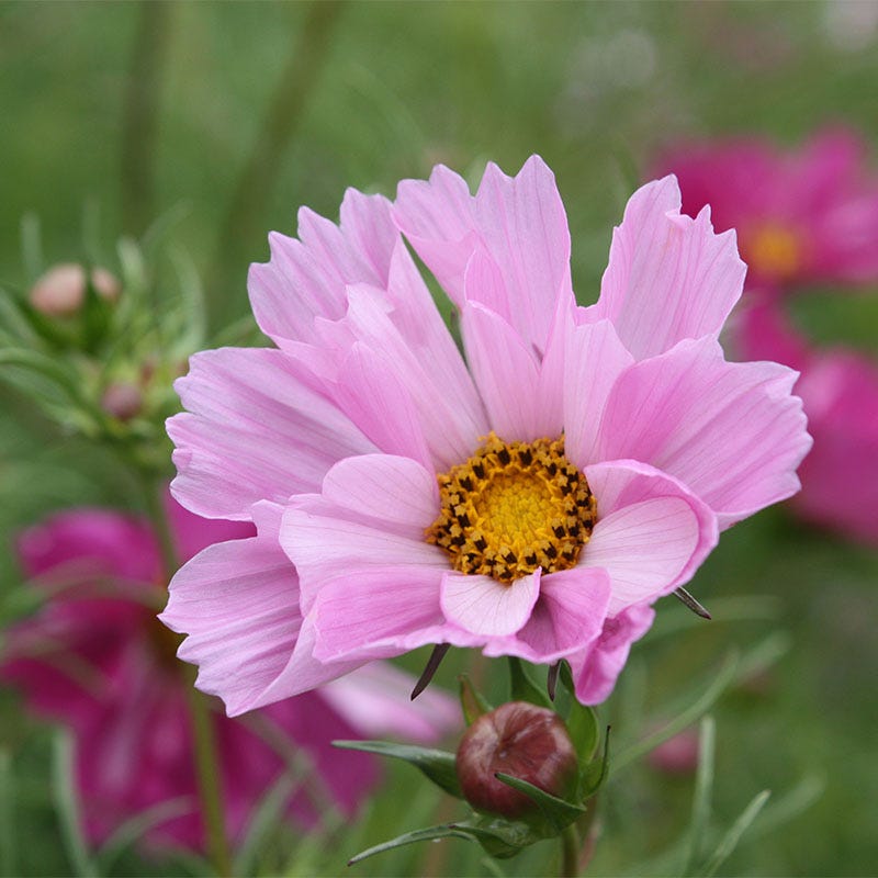 Sea Shells Cosmos Seed Mix