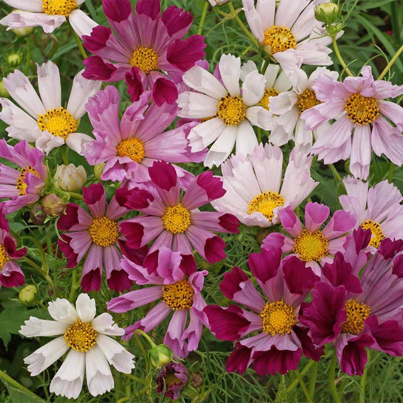 Cosmos Sea Shells Seed Mix