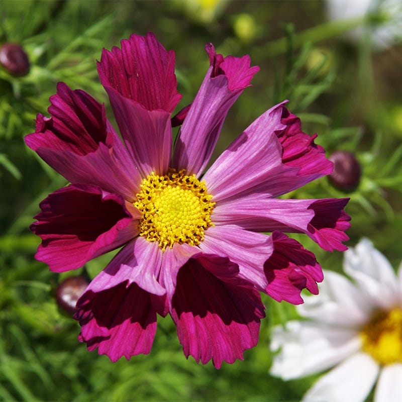 Sea Shells Cosmos Seed Mix