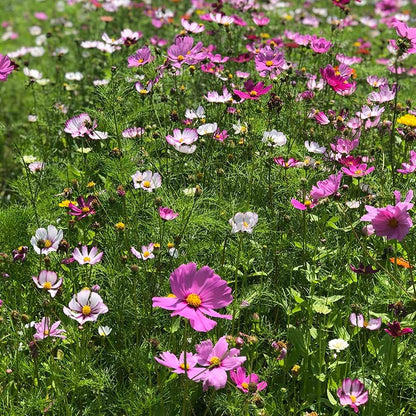 Cosmos Seeds