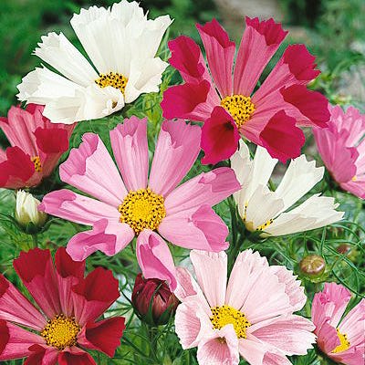 cosmos flower seed collection Cosmos Seeds Sea Shells Mix, Cosmos bipinnatus