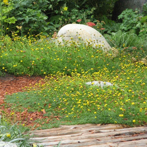 creeping succulent yellow flowers Creeping Gold Buttons, Cotula Tiffindell Gold