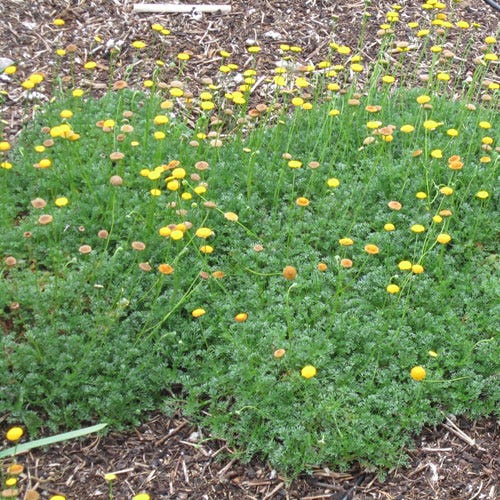 Creeping Gold Buttons, Cotula Tiffindell Gold