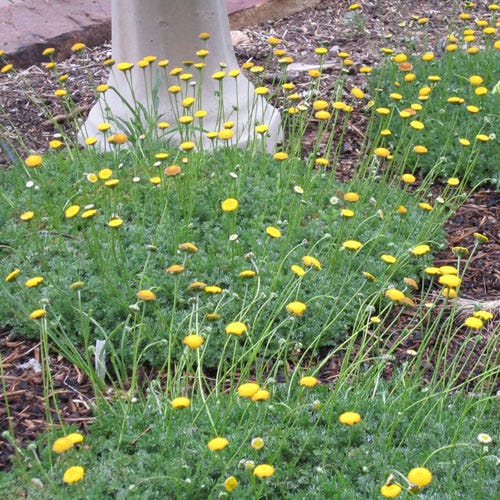 Creeping Gold Buttons (Cotula)