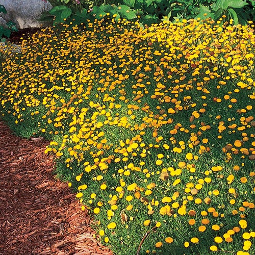 Cotula 'Tiffindell Gold'