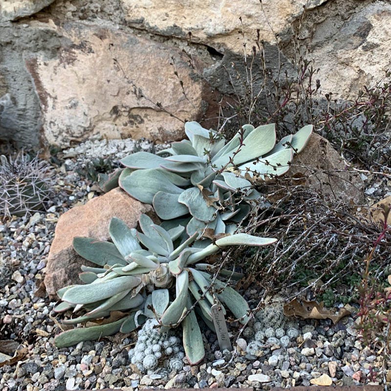 dog ear succulent Red Edged Pig's Ear, Cotyledon orbiculata