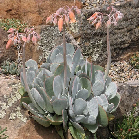 succulent cotyledon orbiculata Red Edged Pig's Ear (Cotyledon)