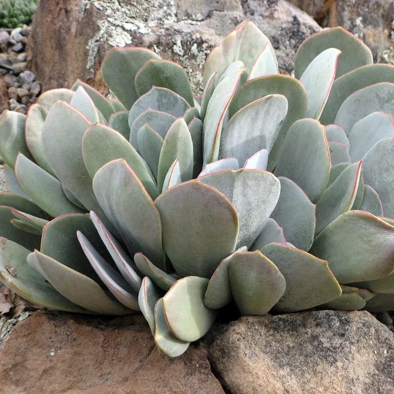 pig's ear succulent care Red Edged Pig's Ear, Cotyledon orbiculata