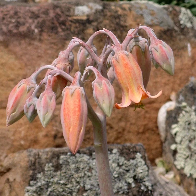 Red Edged Pig's Ear (Cotyledon orbiculata) - Thumbnail 3