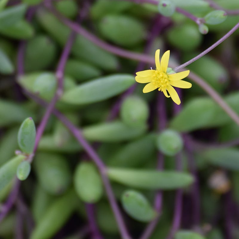 succulent plant with little yellow flowers Little Pickles, Crassothonna capensis